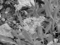 dsc00369