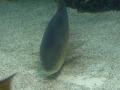 img00009
